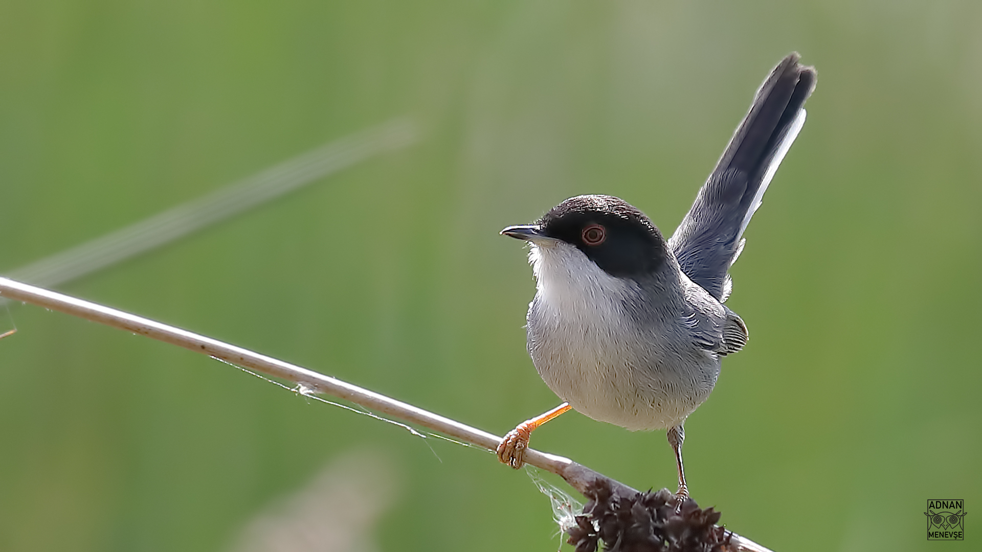 Sardinian Warbler